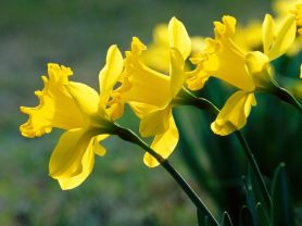 Delightful Daffodils