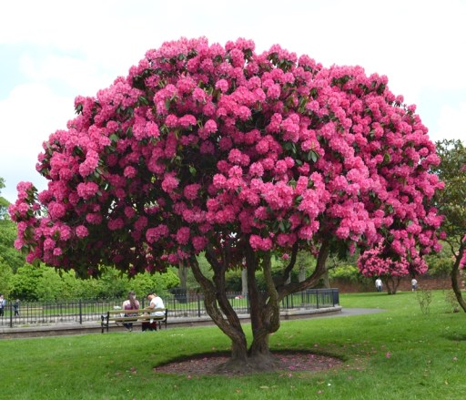 rhododendron2