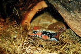 african-fire-skink-6c361ca2