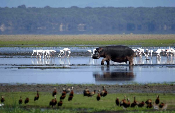 iSimangaliso-Wetland-Park-Hippo-and-Lake
