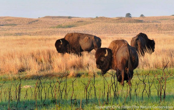 Bison in burned prairie. Niobrara Valley Preserve, Nebraska.