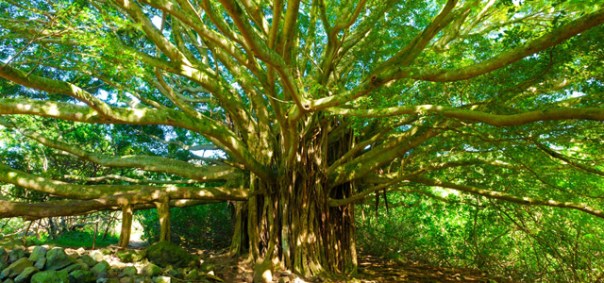 BanyanTrees_679461829