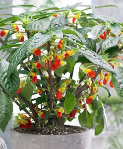 09a9ac91260127f221b7c636e6f46ae2